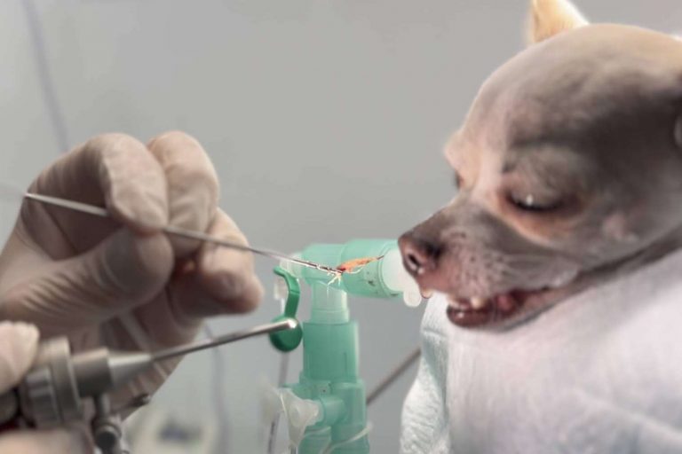 El peligro de las espigas para los perros, según los expertos del Hospital Veterinario Privet en Madrid
