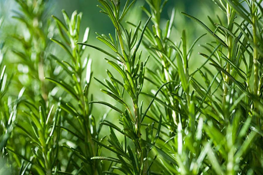 Romero: una planta perfecta contra mosquitos