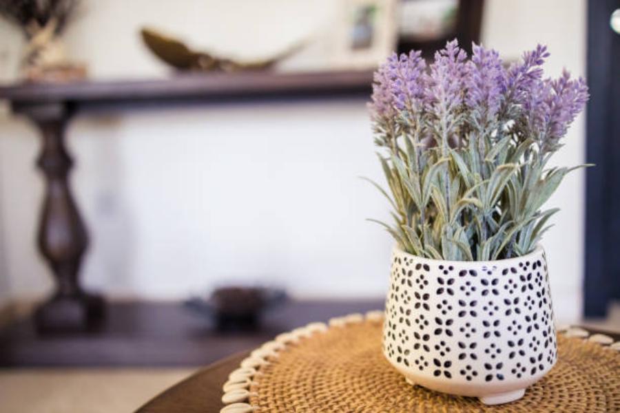 Lavanda: aroma contra los mosquitos