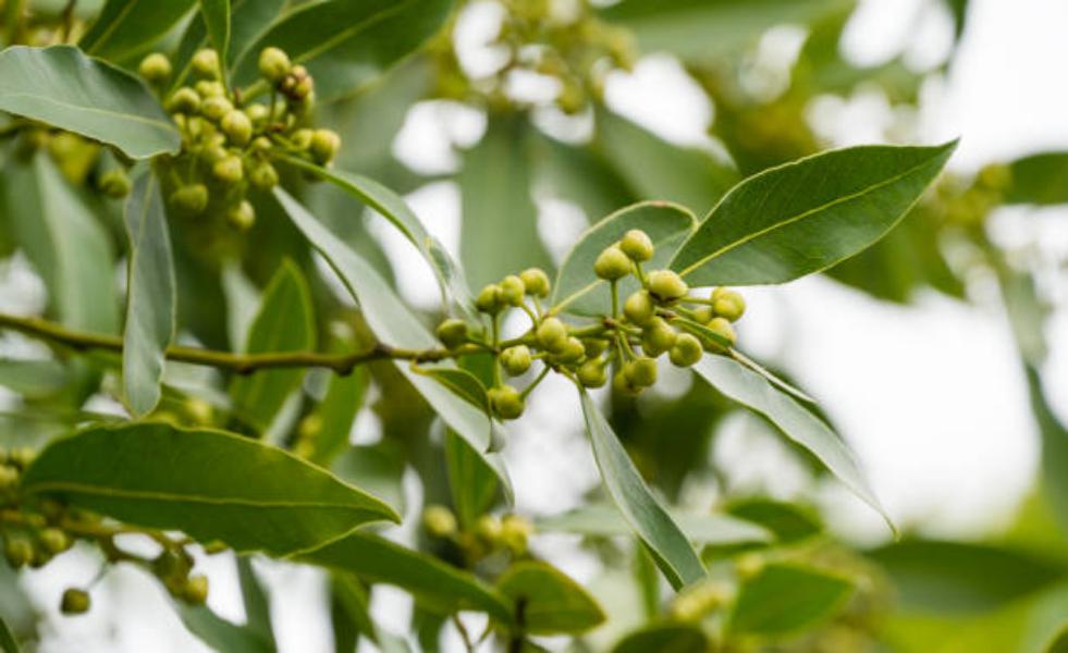 Laurel: un repelente natural