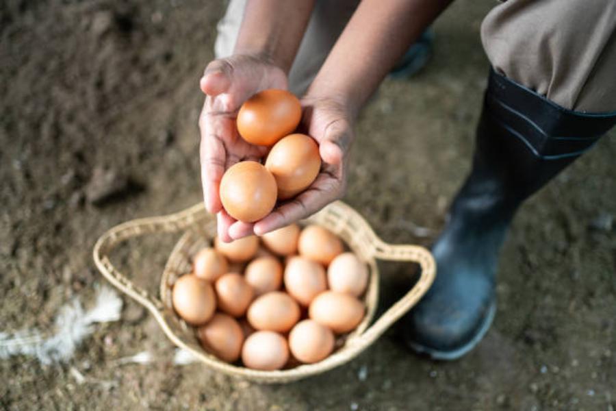 Mayonesa: El Riesgo Para Tu Salud De Hacerla En Casa 6 Síntomas De La Salmonella