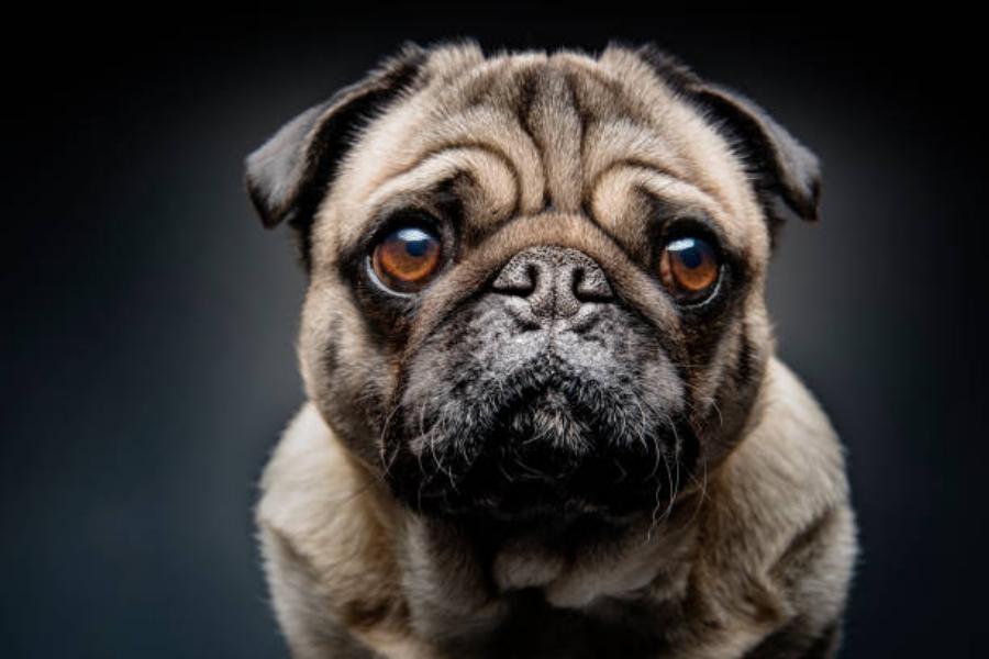 Características físicas de la raza de perro pug