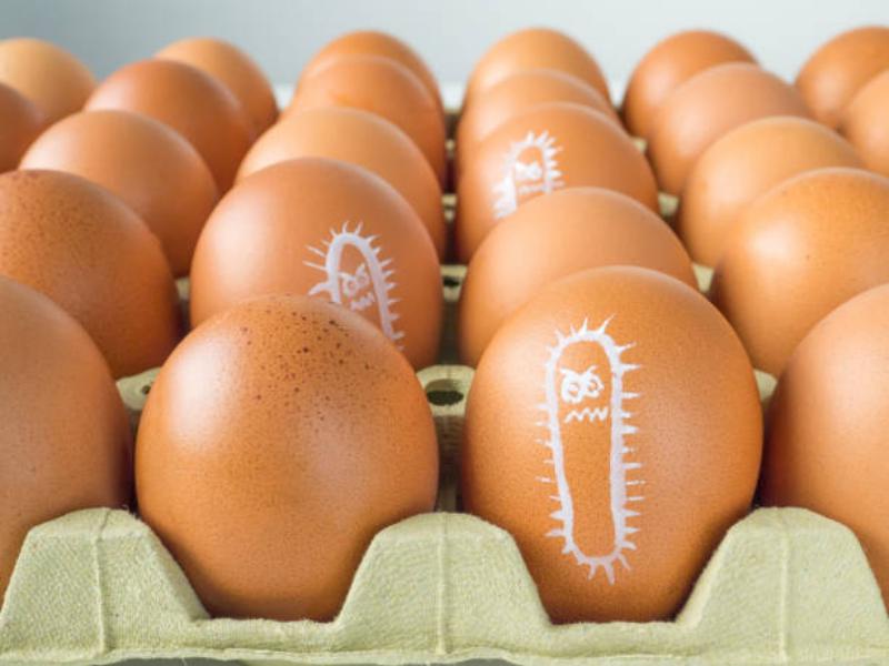 El huevo contrae la Salmonella