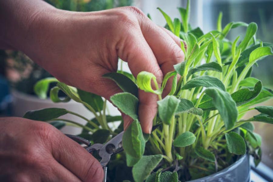 Salvia: una planta con mucho poder