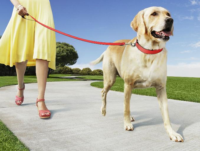 Ventajas De Tener Un Perro En Casa