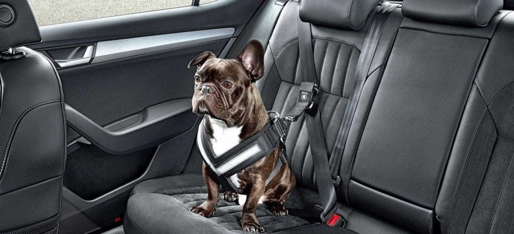 Así es como tienes que llevar a tu perro en el coche según su tamaño para que no te multen