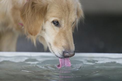 perro beber mucha agua