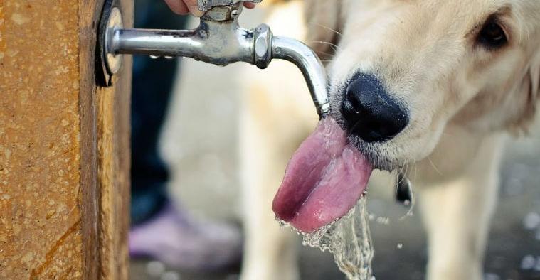 Perro Bebiendo Agua