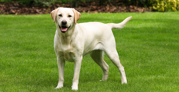 Ventajas De Tener Un Perro En Casa