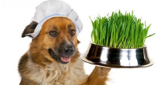 perro con plato de hierba