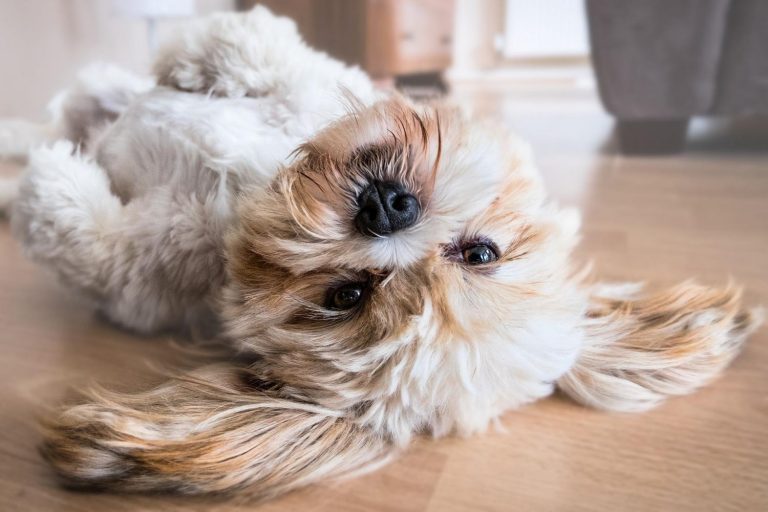 Remedios caseros y consejos si tu perro tiene la panza hinchada