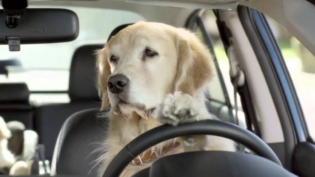 Indicaciones para perros peligrosos