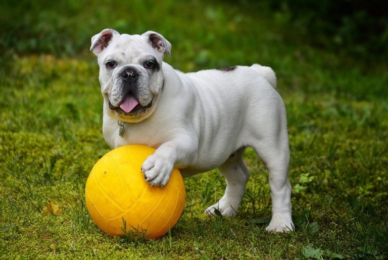 Qué hacer si tu perro sufre de un golpe de calor