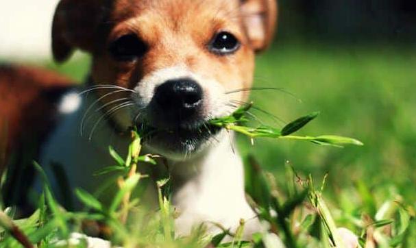 ¿Por qué mi perro come hierba?