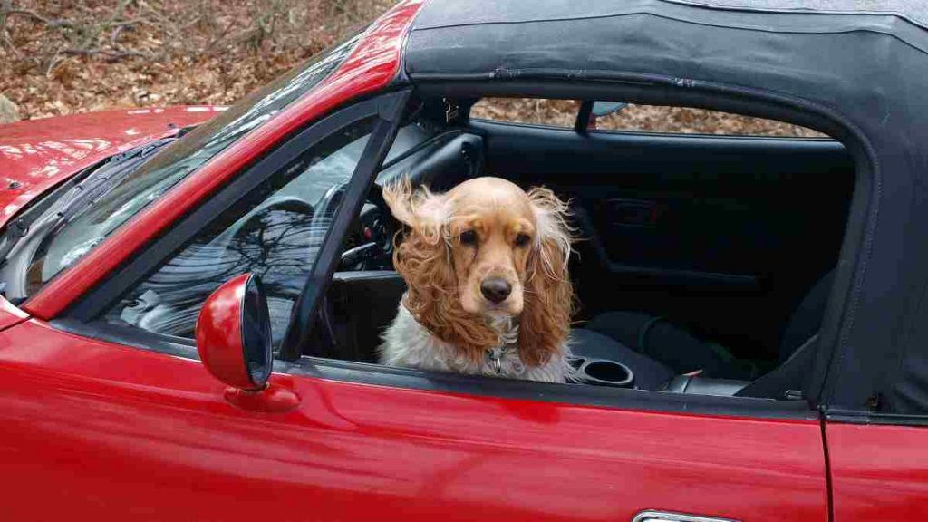 Esta Es La Única Forma De Llevar A Tu Perro En El Coche Sin Que Te Pongan Una Multa 7 No Viajar Con La Mascota Suelta En El Habitáculo