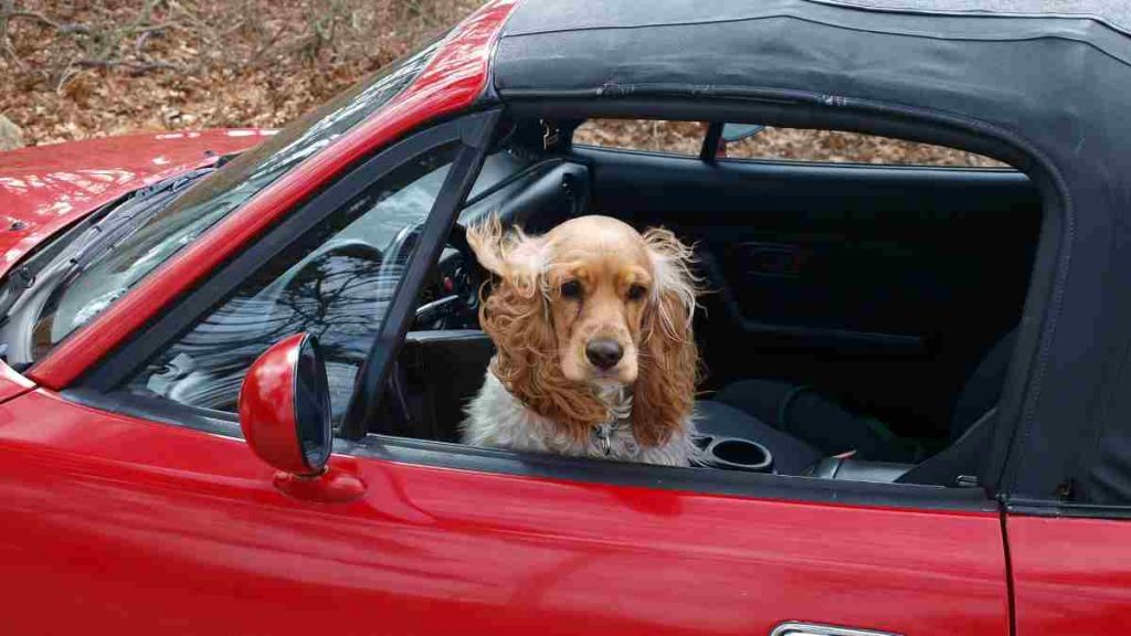 No viajar con la mascota suelta en el habitáculo