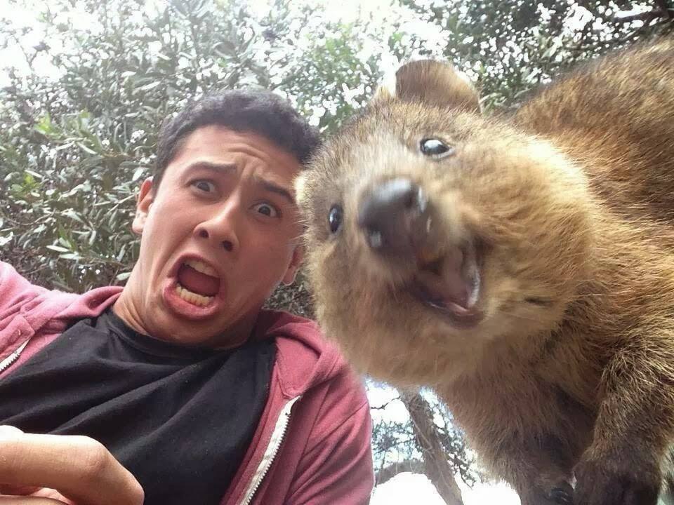 Animales Que Salen Mejor En Los Selfies Que Tú