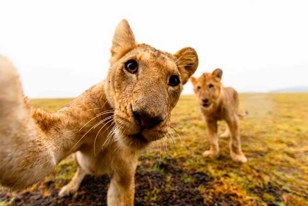 Animales Que Salen Mejor En Los Selfies Que Tú