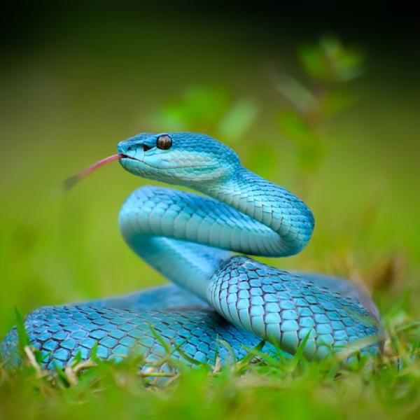 serpiente