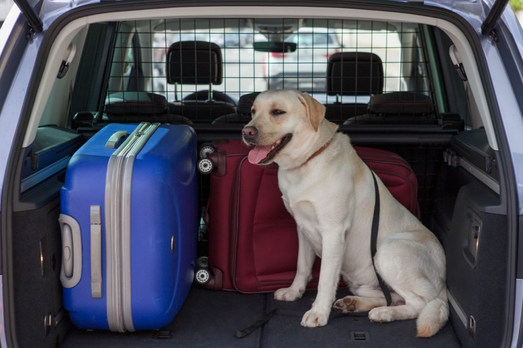 Así Es Como Tienes Que Llevar A Tu Perro En El Coche Según Su Tamaño Para Que No Te Multen