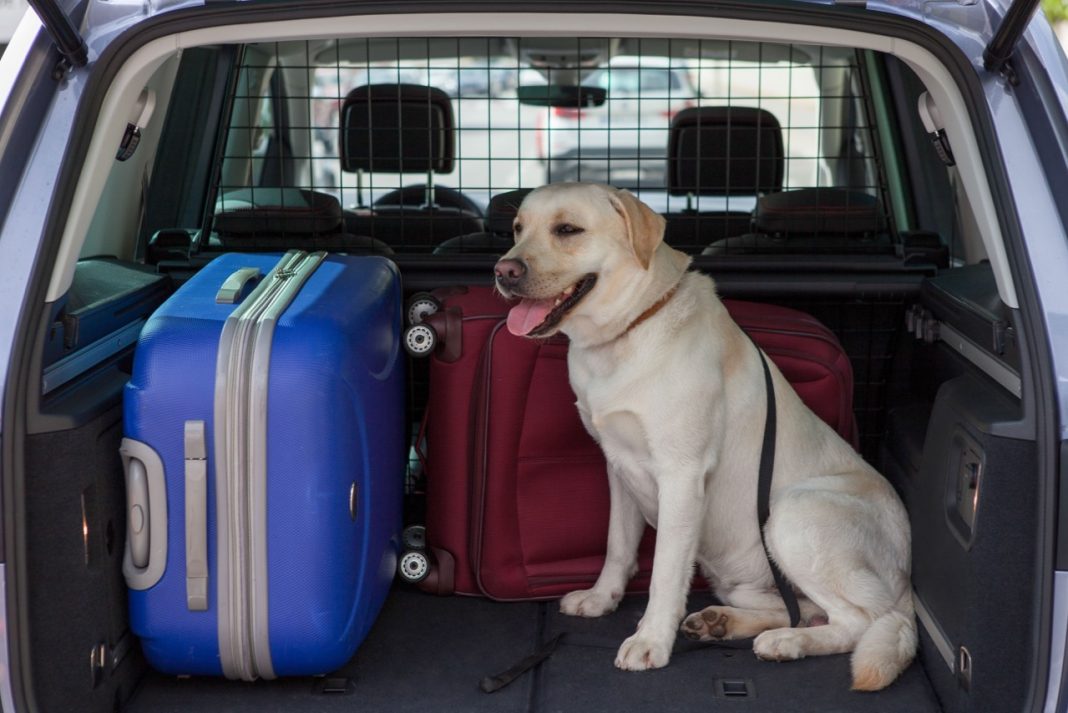 Prevención de accidentes: maneras de transportar a tu perro