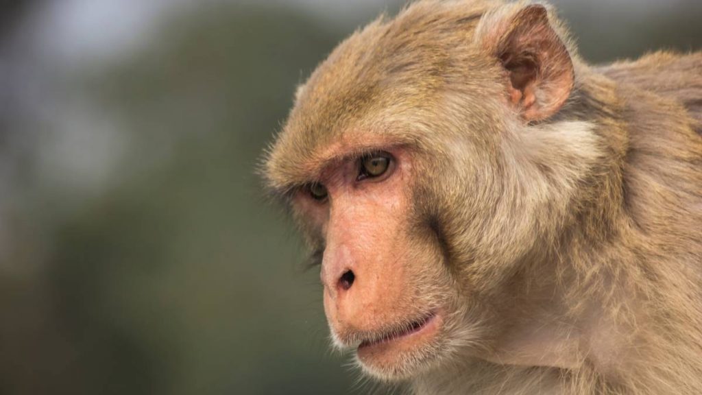 ¿Qué es la viruela del mono?