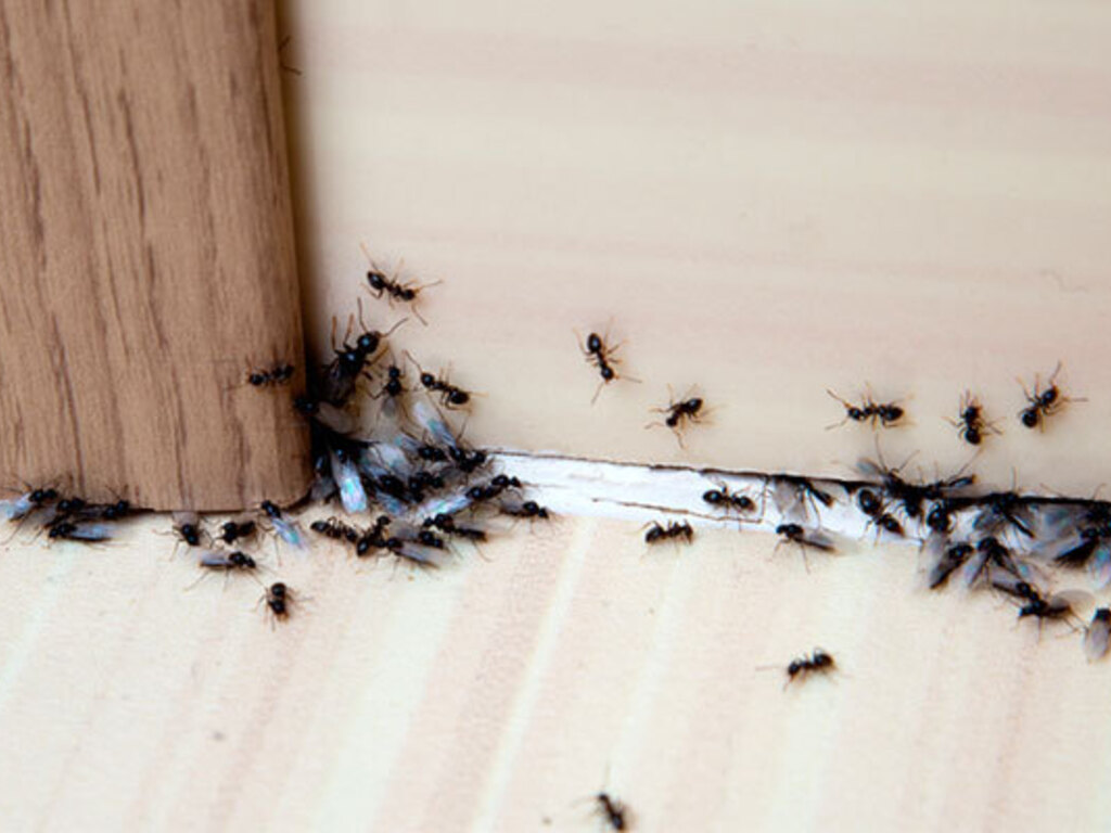 El jugo de limón ahuyenta las hormigas