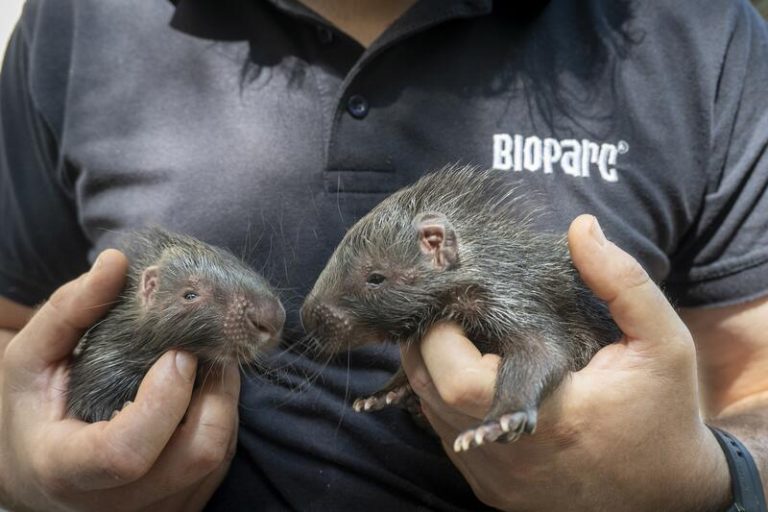 Dos puercoespines de la especie más grande del existe nacen en Bioparc Valencia