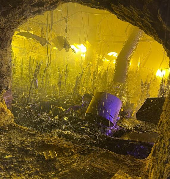 Endesa multiplica por cuatro desde 2018 los expedientes por fraudes en plantaciones de marihuana