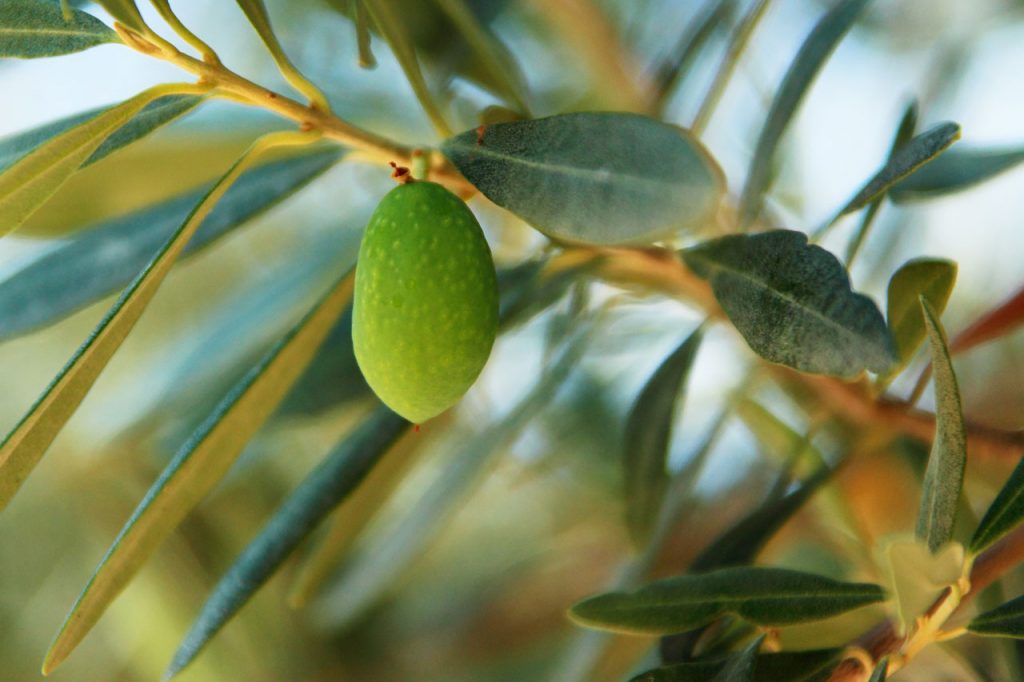 Aceitunas: Las Calorías Del Aperitivo Más Típico En Los Bares