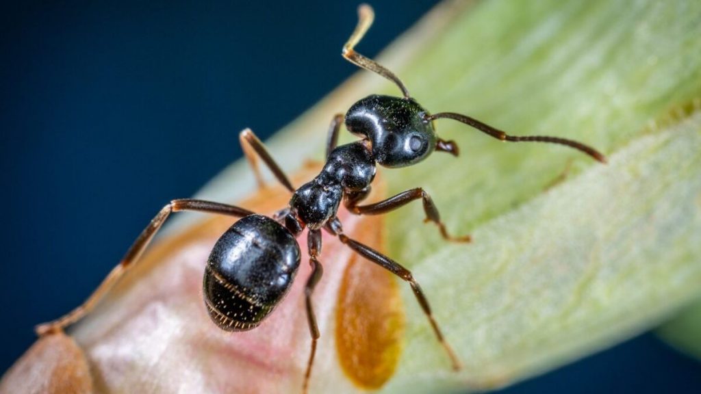 Eliminar las hormigas con vinagre