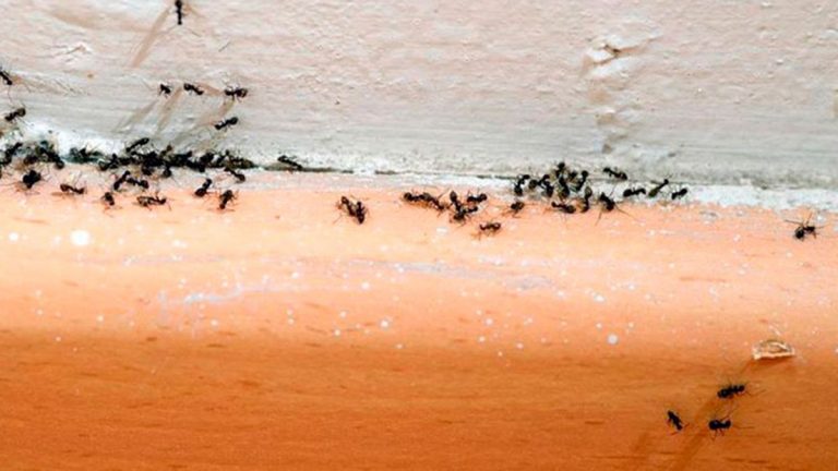 El truco definitivo para evitar que te entren hormigas en casa