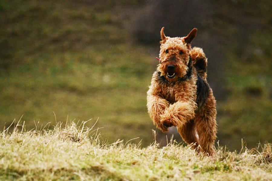 Razas De Perro Que No Dan Alergia: Airedale Terrier