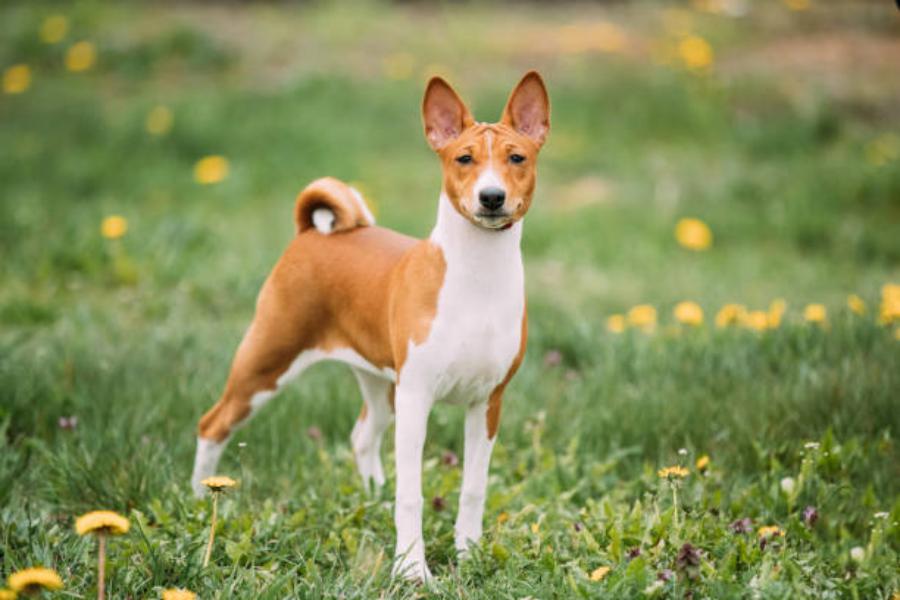 Razas De Perro Que No Dan Alergia: Basenji