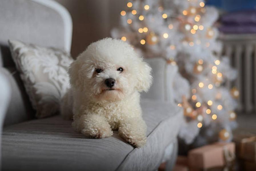 Razas De Perro Que No Dan Alergia: Bichon Frise