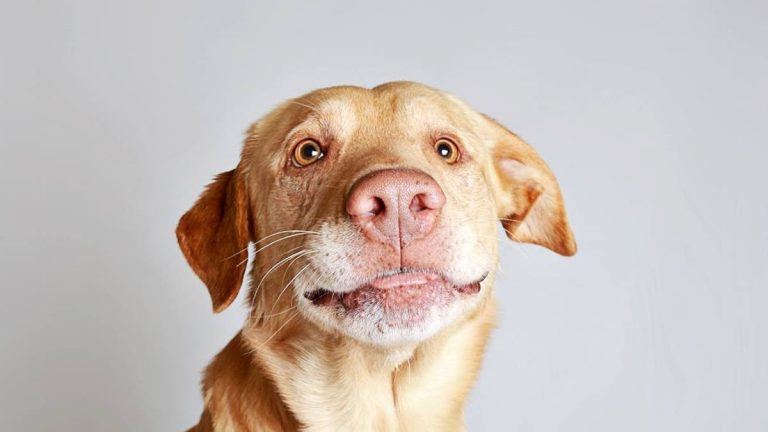 Cómo saber la edad de un perro