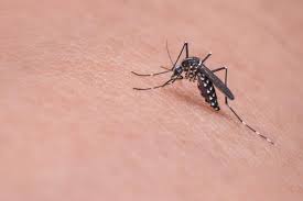 El truco para evitar que los mosquitos te piquen