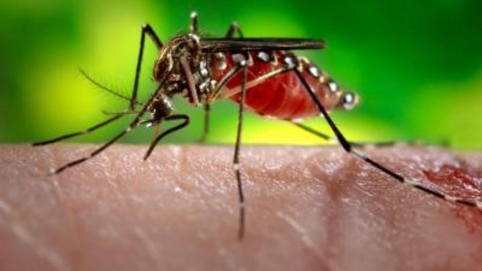 ¿Qué hacer si te pican los mosquitos?