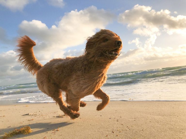 Cuándo pueden ponerte una multa por llevar al perro a la playa