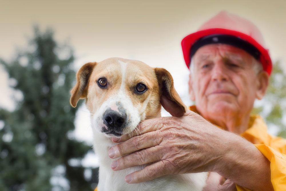 Los Poderes De Predicción De Los Perros