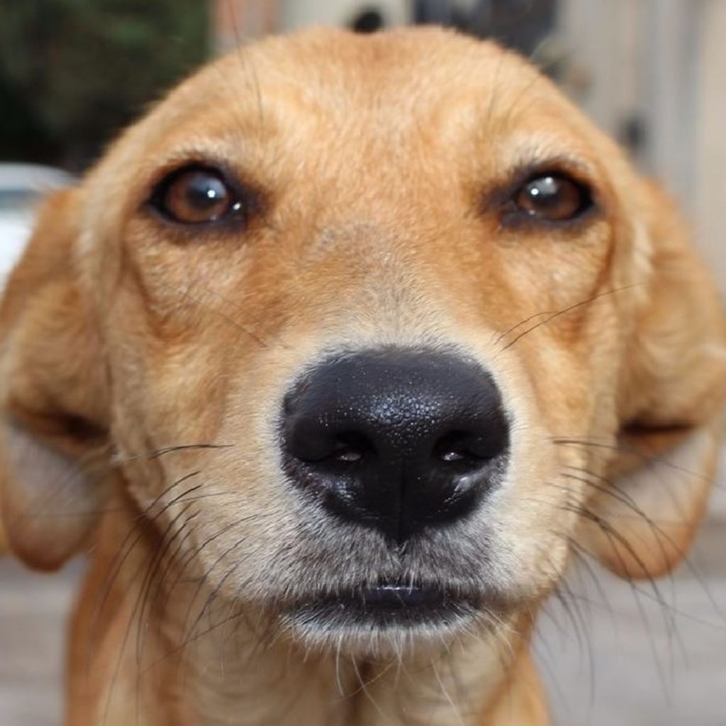 Un perro sabe que se va a separar de su dueño