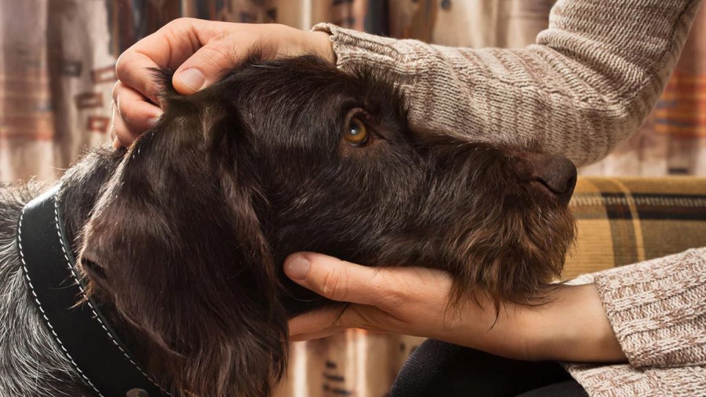 Los perros saben cuándo una mujer está embarazada