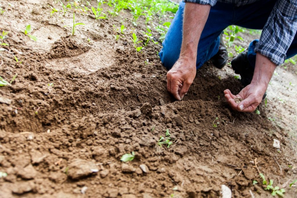 Factores Que No Debes Olvidar En Tu Plantación 