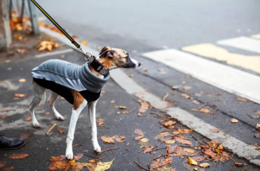 Galgo Italiano E Inglés