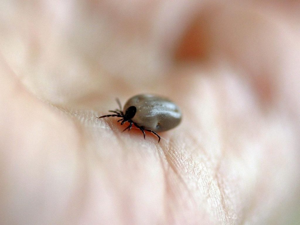 ¿Cómo trabaja una garrapata?