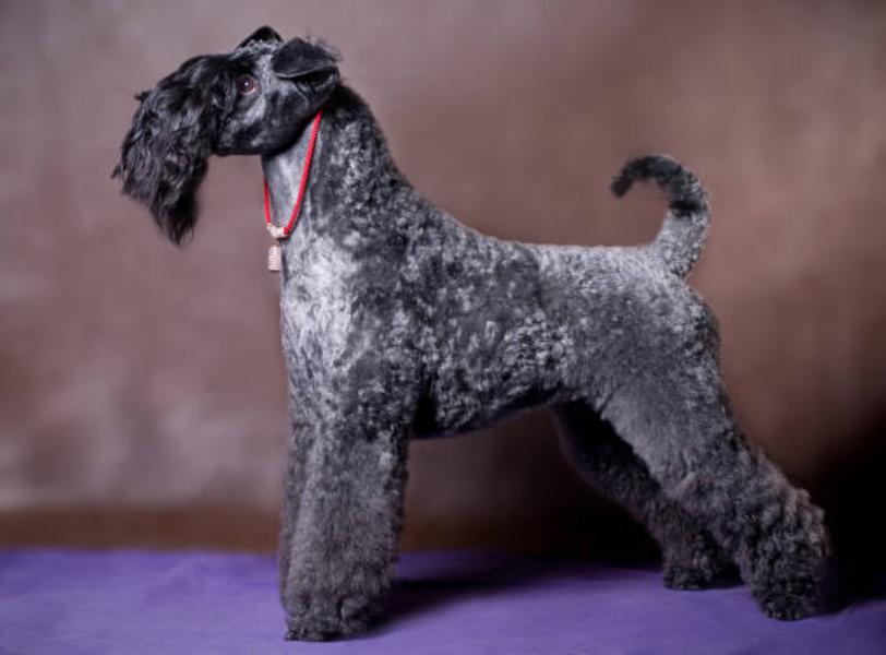 Kerry Blue Terrier