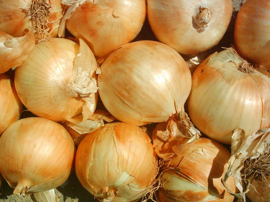 Cebolla En Polvo Otro De Los Productos Naturales