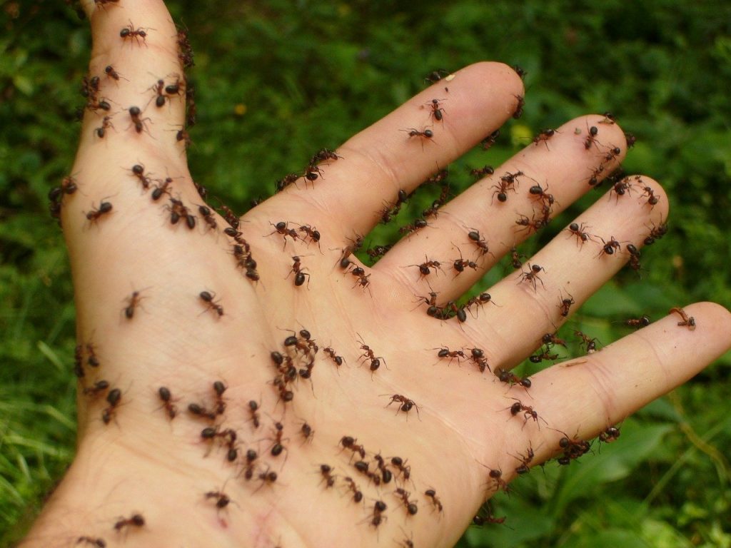 Eliminar las hormigas con menta