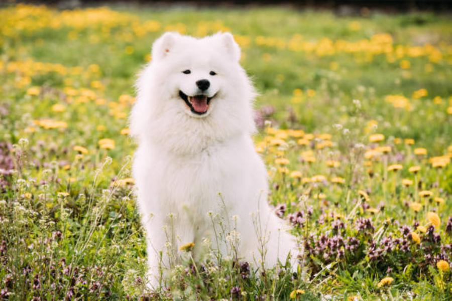 Razas de perro que no dan alergia: Samoyedo