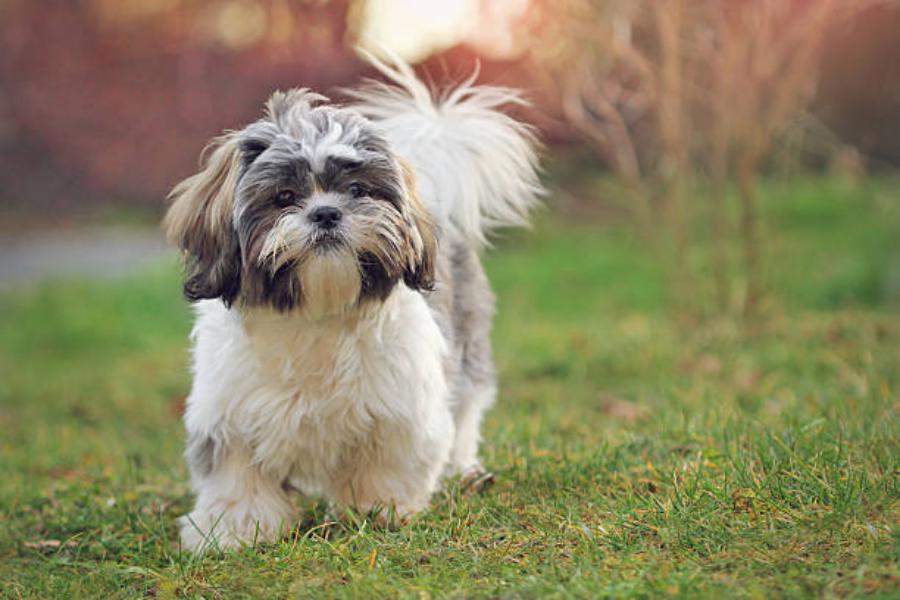 Razas de perro que no dan alergia: Shih Tzu